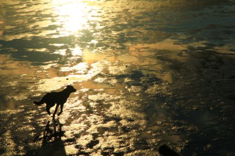 Droogvallen op het Wad — foto 12