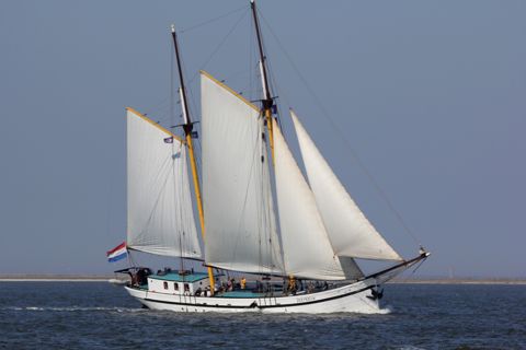 Zeemeeuw